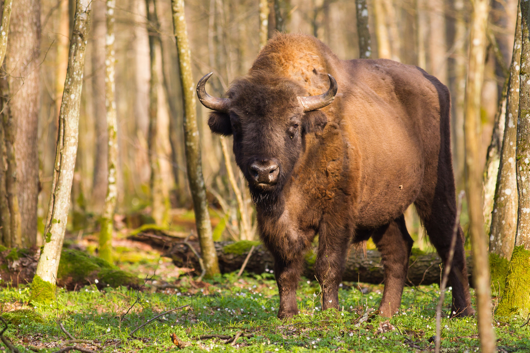 bialowieza forest tours